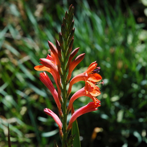  Watsonia Angusta Bulbs