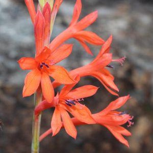  Watsonia Angusta Bulbs