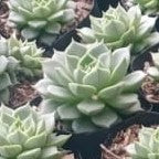  Echeveria Purpusorum White Succulent Plant