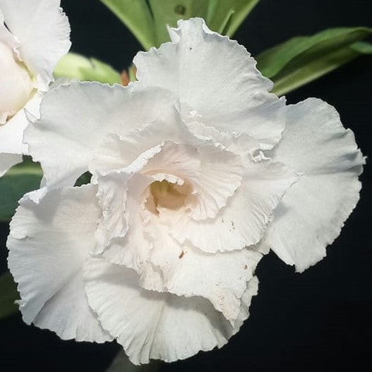  White Swan Adenium Plant