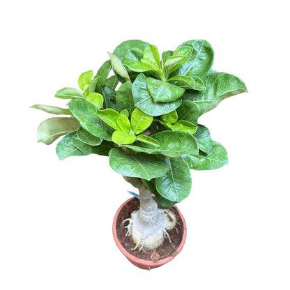  White Valentine Adenium Plant
