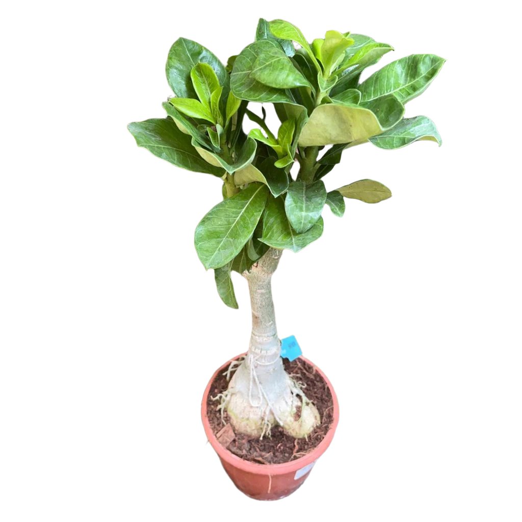  White Valentine Adenium Plant