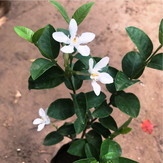  Arctic Snow Bush Kutajah Plant