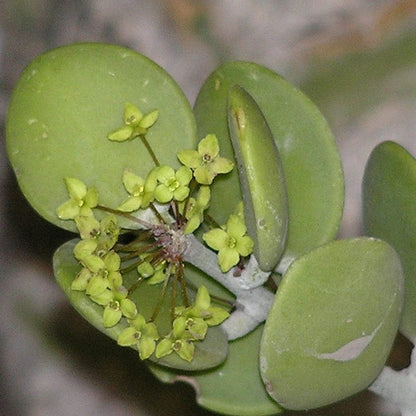  Silver Dollar Plant Succulent Plant