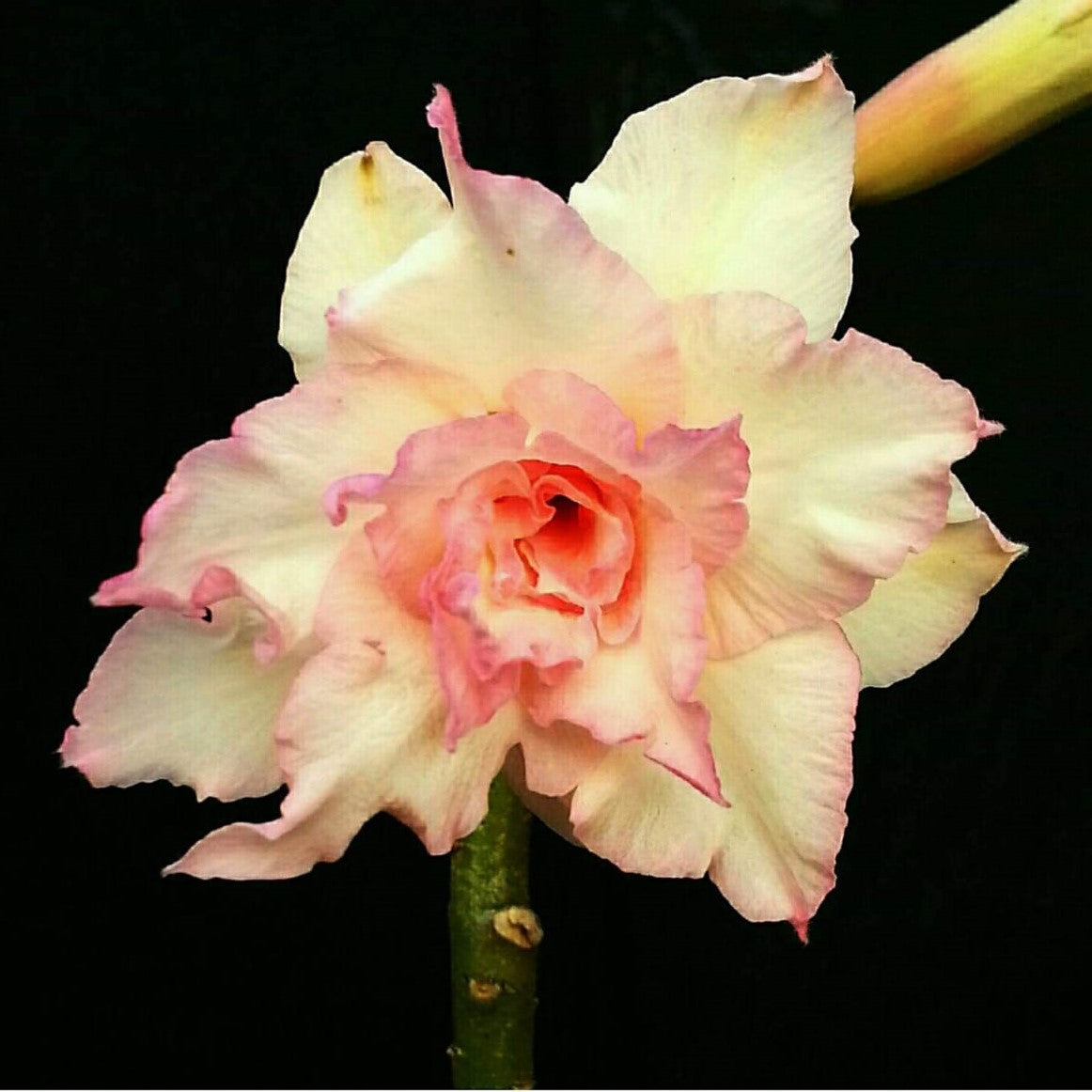  Majestic Volcano Adenium Plant