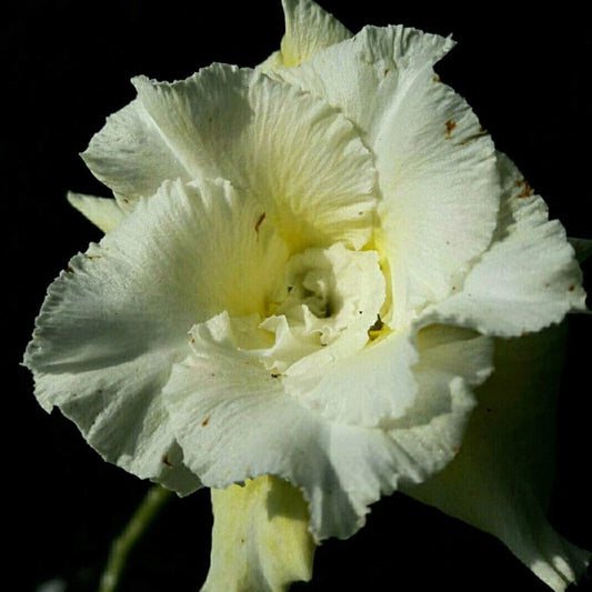  Whirling Sufi Adenium Plant