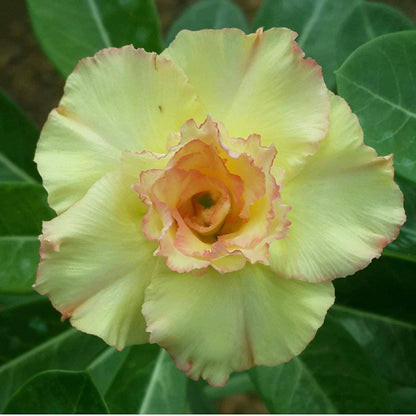  Kanjana Yellow Adenium Plant