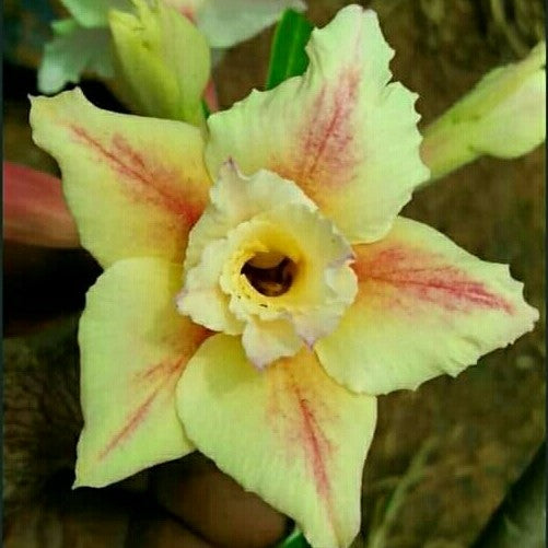  Burnt Cinnamon Adenium Plant