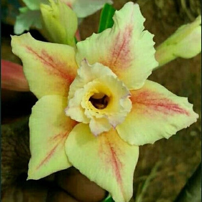  Burnt Cinnamon Adenium Plant