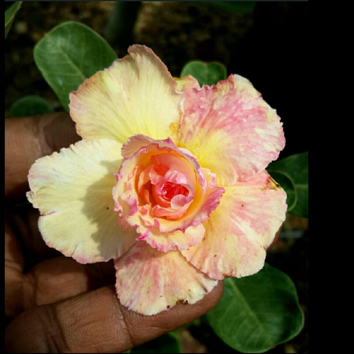  Love Blossom Adenium Plant