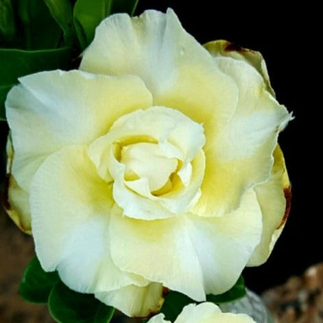  Yellow Blondy Adenium Plant
