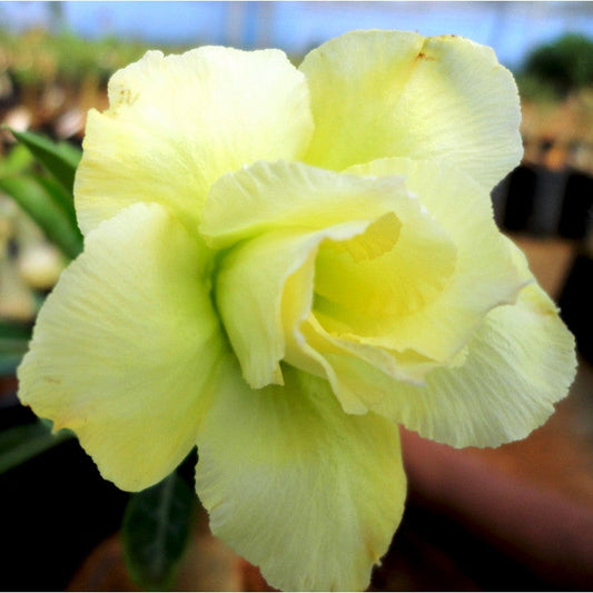  Yellow Success Adenium Plant