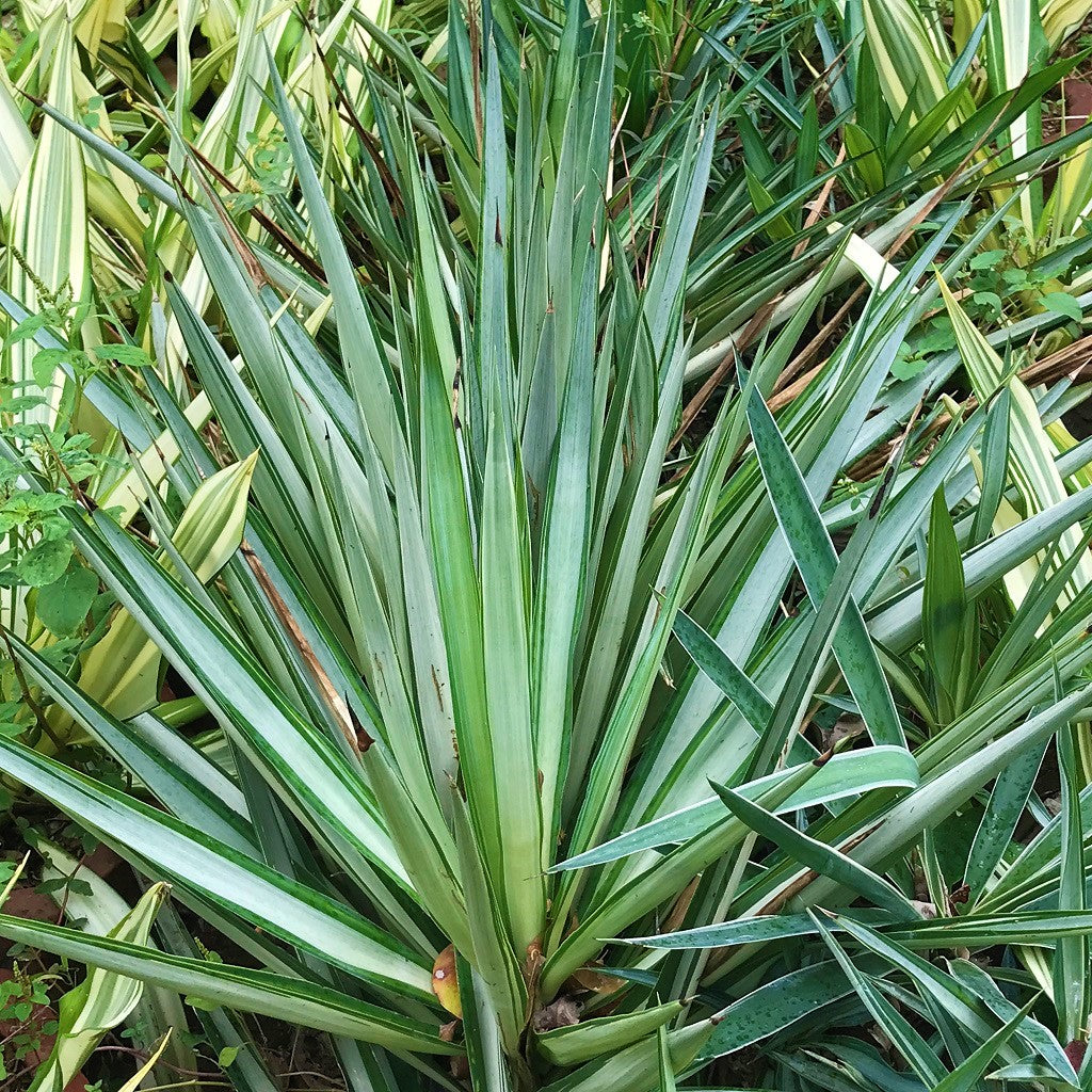  Yucca Gautemalensis Cactus Plant