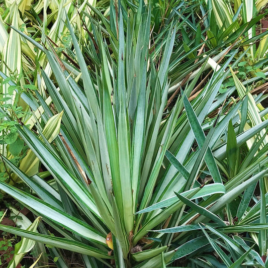 Yucca Gautemalensis Cactus Plant