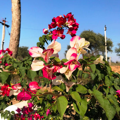  Bougainvillea Yani's Delight Plant