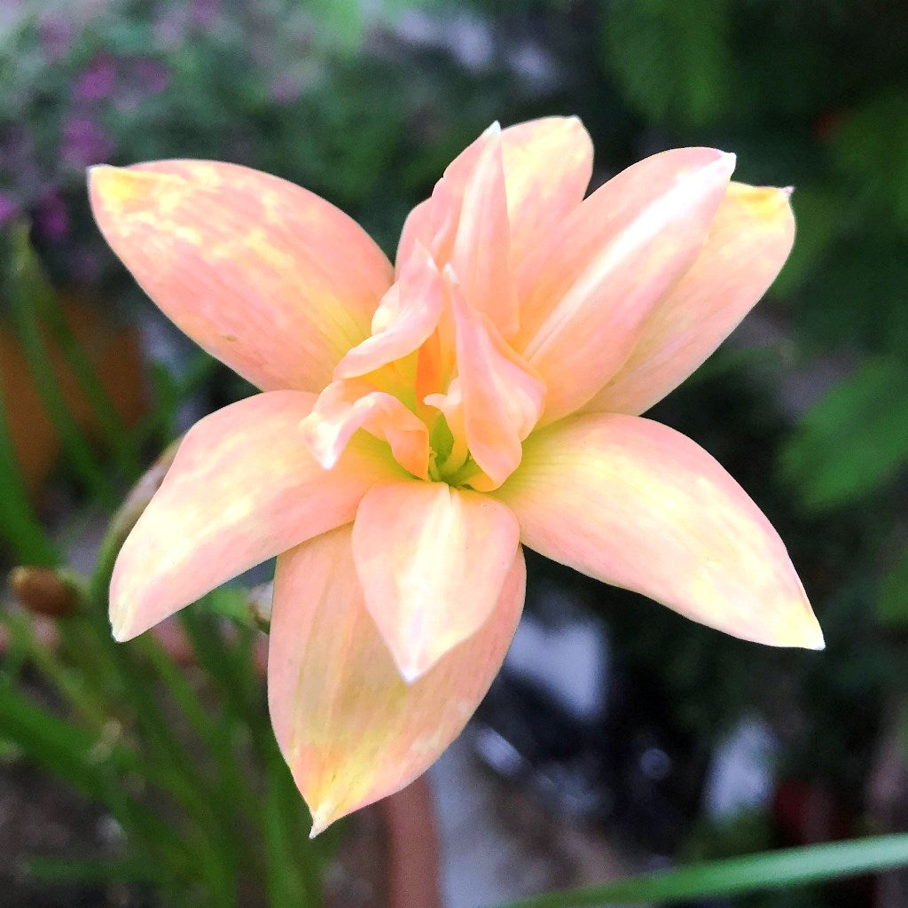  Rain Lily 'Yenti Chandra' Double (Bulbs)
