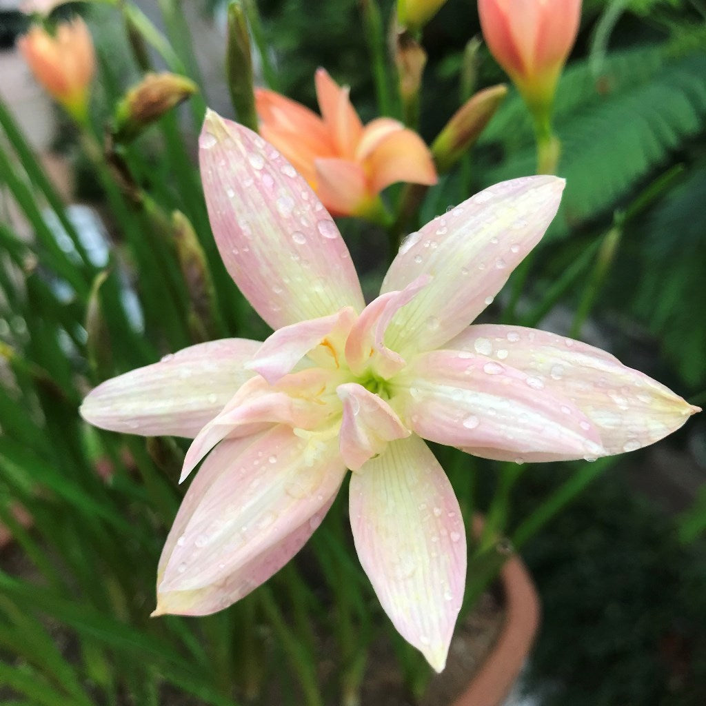  Rain Lily 'Yenti Chandra' Double (Bulbs)