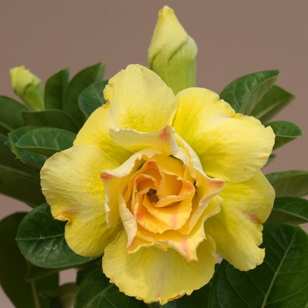  Yellow Pikachu Adenium Plant