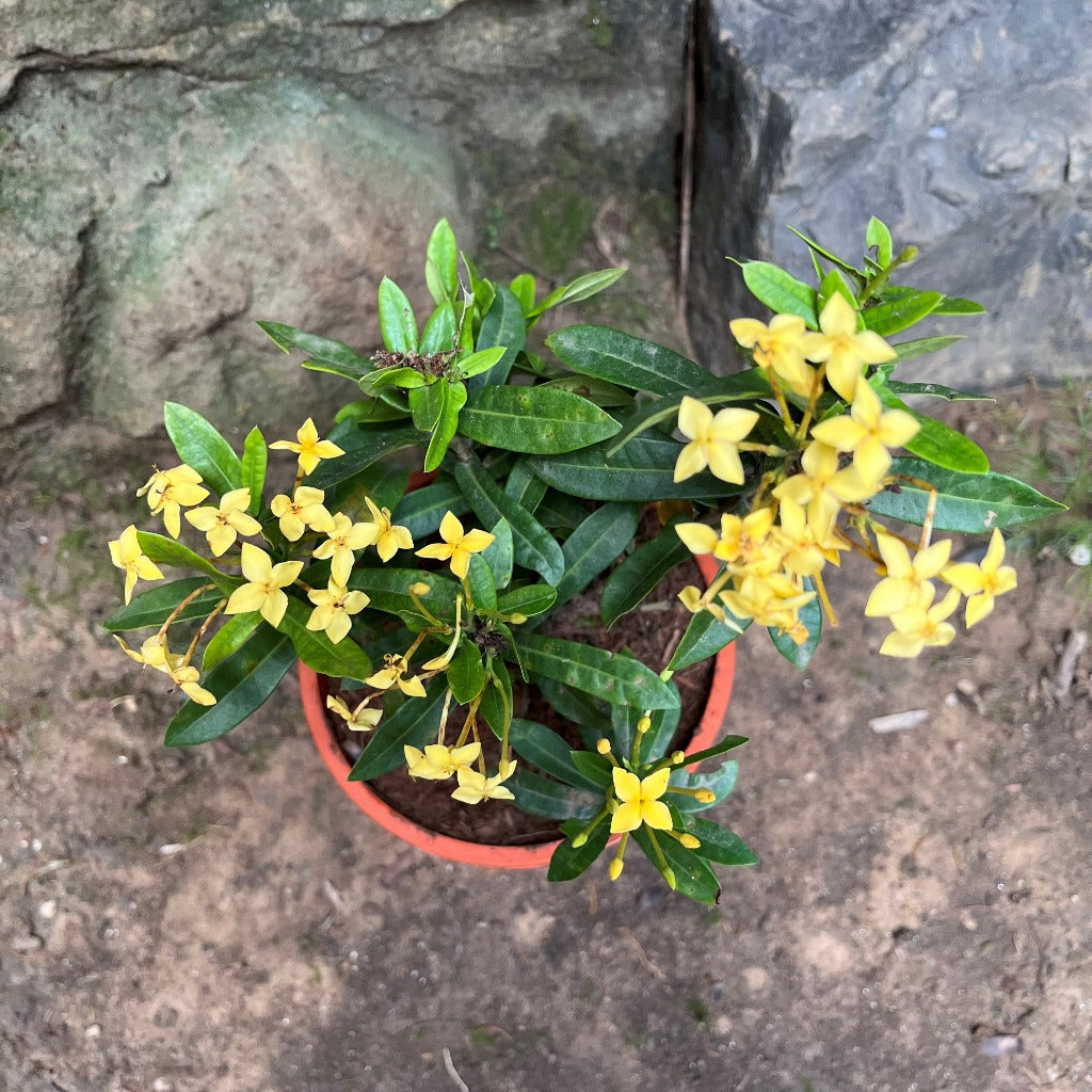  Ixora Dwarf Yellow Plant
