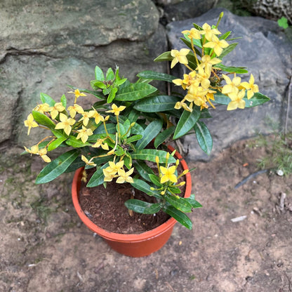  Ixora Dwarf Yellow Plant