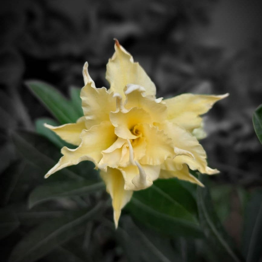 Yellow Warbler Adenium Plant