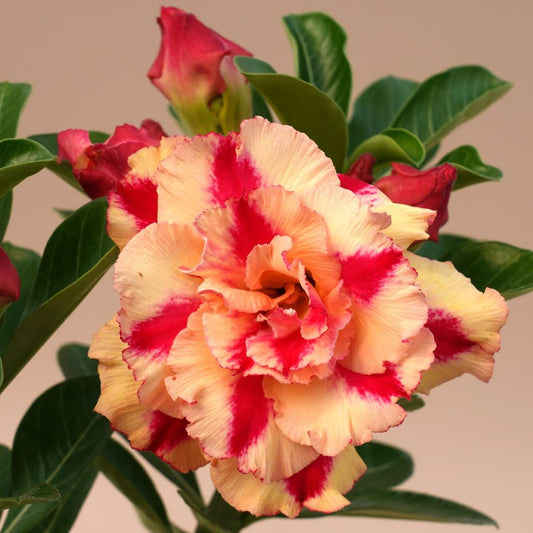  Yellow Cichlid Adenium Plant