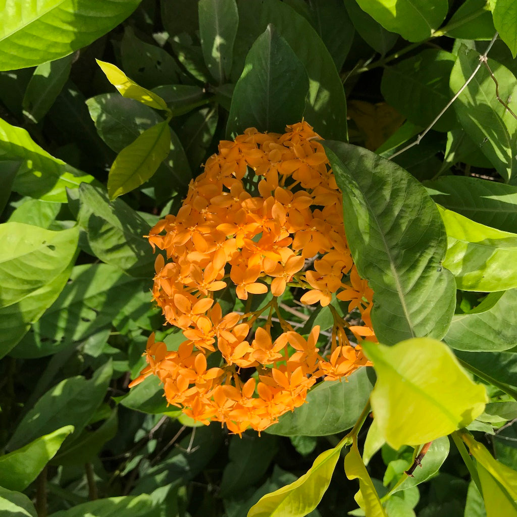  Ixora Coccinea Maui Sunset Plant