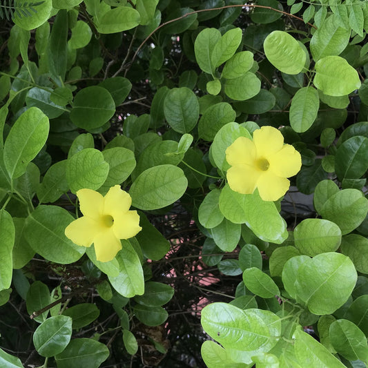  Yellow Mandevilla - Pentalinon Luteum
