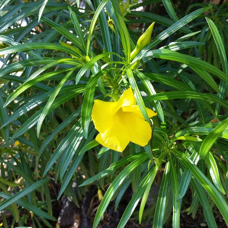  Thevetia Peruviana Yellow Oleander Plant