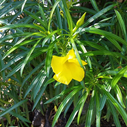  Thevetia Peruviana Yellow Oleander Plant