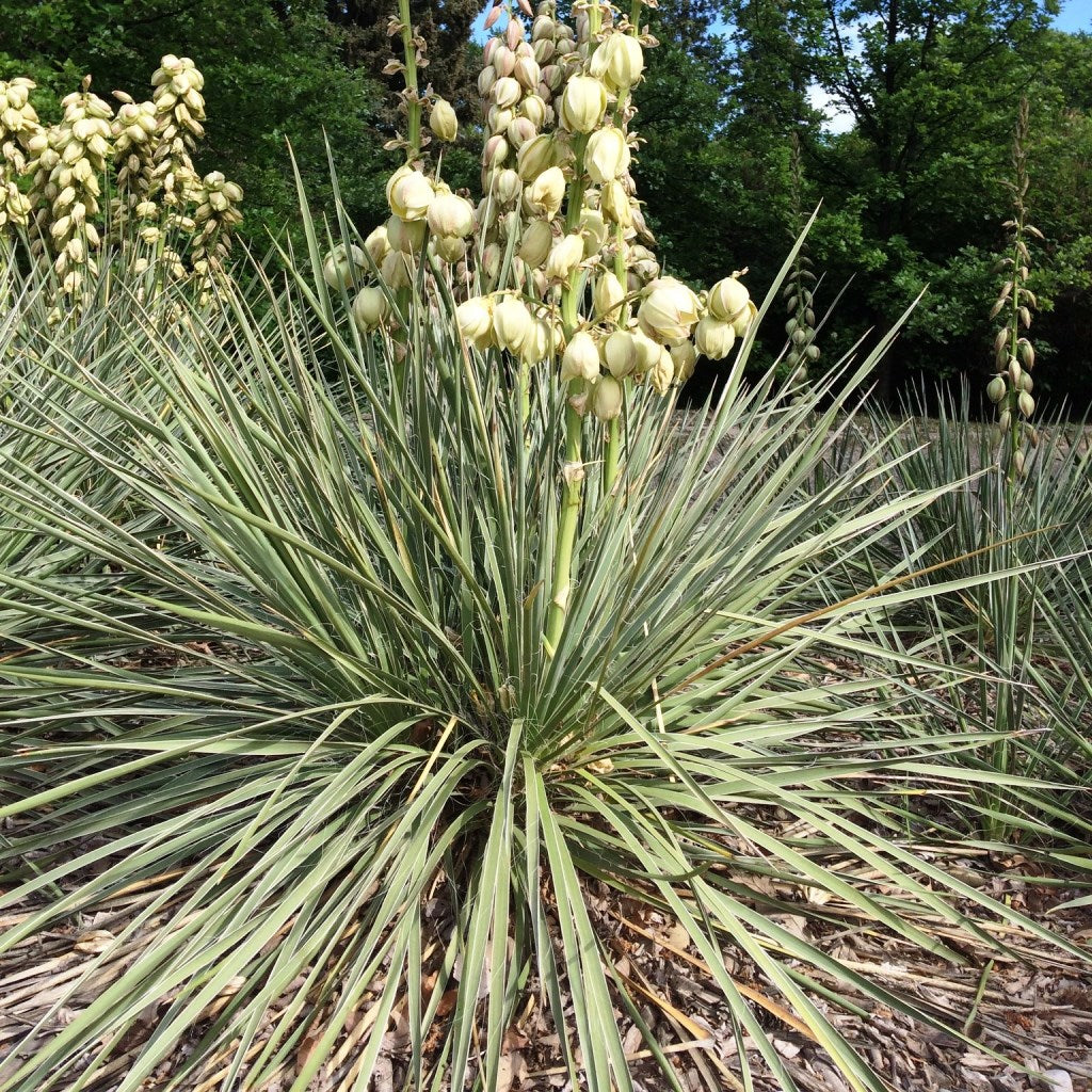  Yucca Glauca Cactus Plant