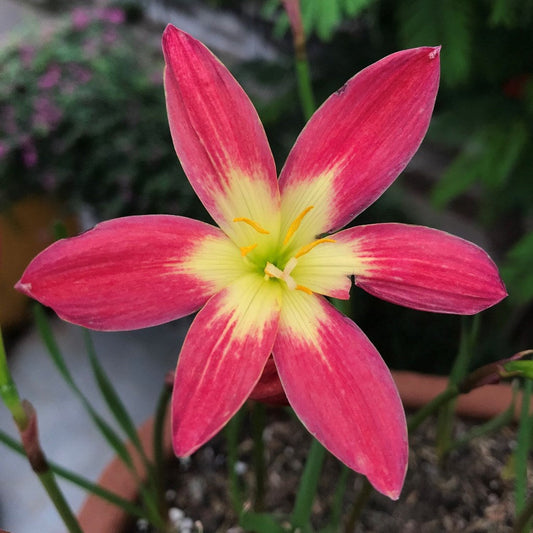  Rain Lily 'Young Love' (Bulbs)