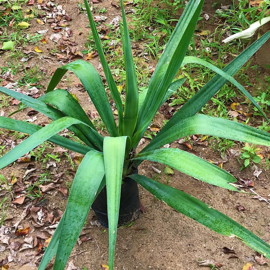  Yucca Elephantipes Cactus Plant