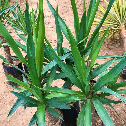  Yucca Gloriosa Cactus Plant