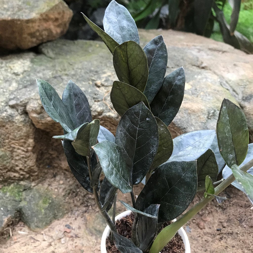  ZZ Zamioculcas Zamiifolia Raven Plant
