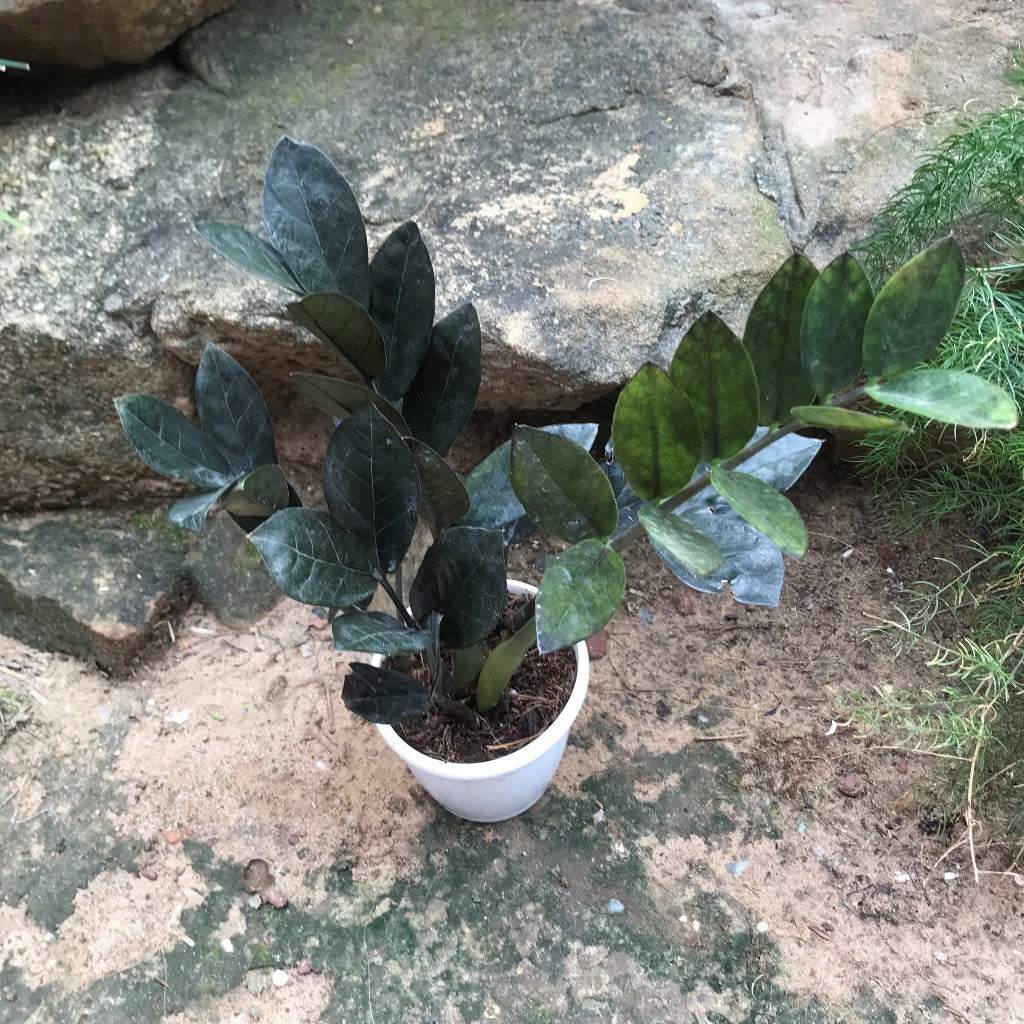  ZZ Zamioculcas Zamiifolia Raven Plant