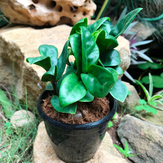  Zamioculcus Zamiifolia Zenzii Plant