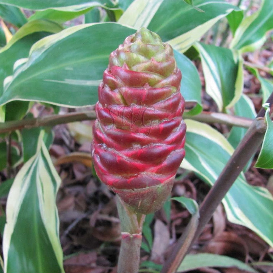  Zingiber Zerumbet Darcyii (Bulbs)