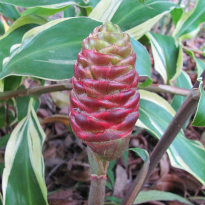  Zingiber Zerumbet Darcyii (Bulbs)