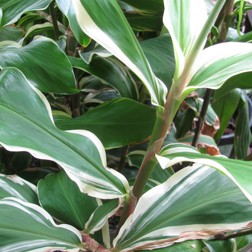  Zingiber Zerumbet Darcyii (Bulbs)