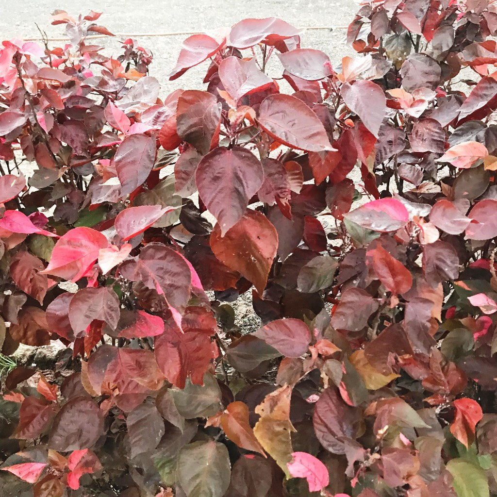  Acalypha Wilkesiana Louisiana Red Plant