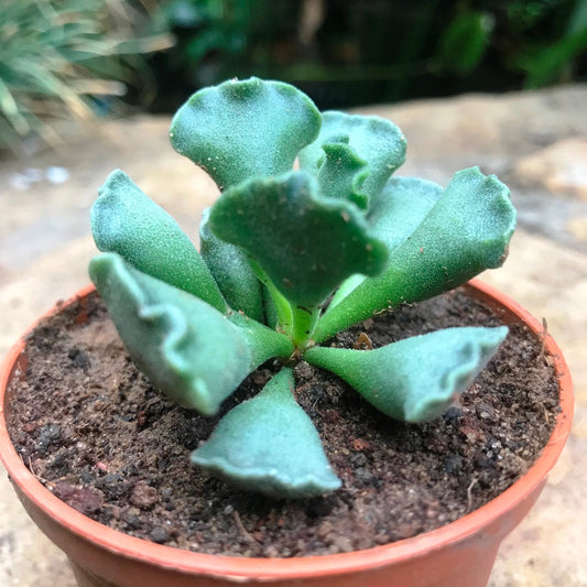  Adromischus Cristatus Succulent Plant