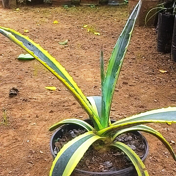  Agave Americana Marginata Plant