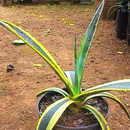 Agave Americana Marginata Plant