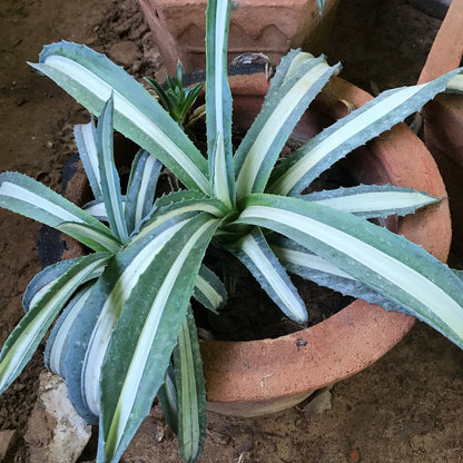  Agave Americana Mediopicta Alba Plant