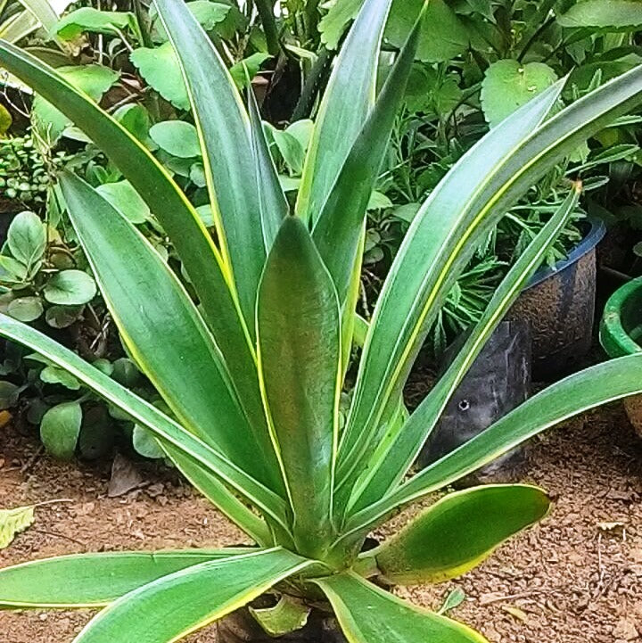  Agave Desmetiana Variegata Plant