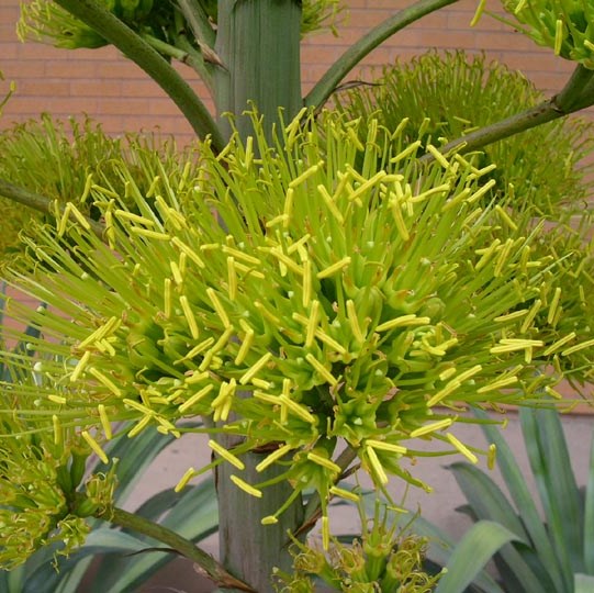  Agave Desmetiana Variegata Plant