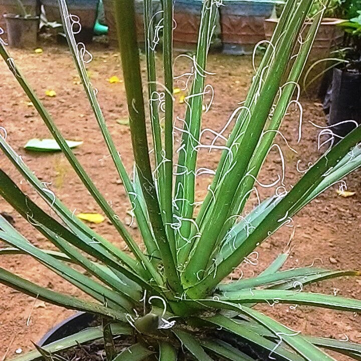  Agave Leopoldii Plant