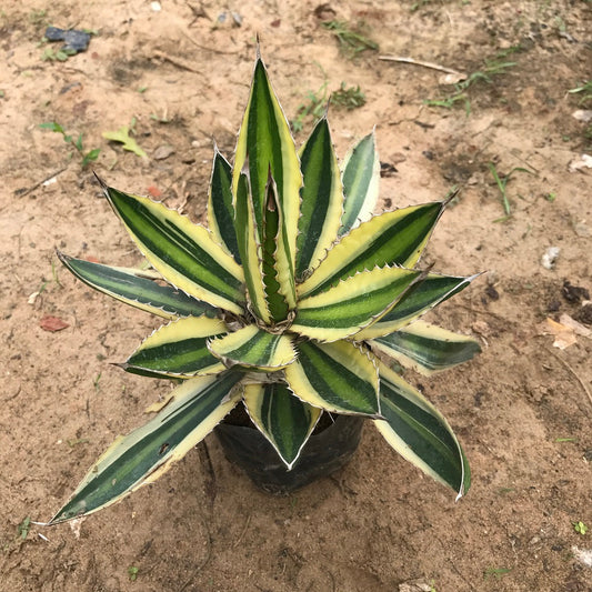  Agave Lophantha Quadricolor Plant