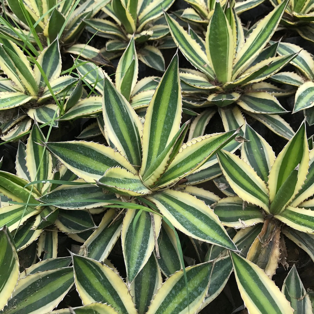  Agave Lophantha Quadricolor Plant